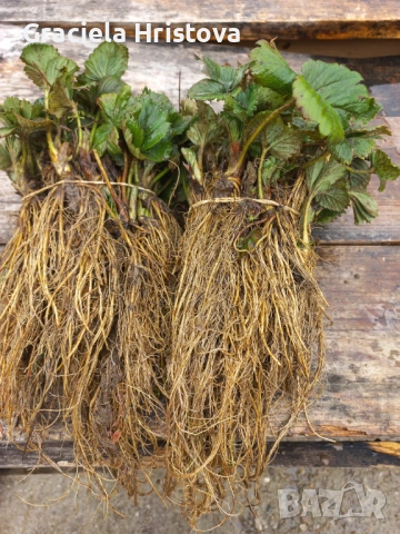 Продавам разсад ягоди 