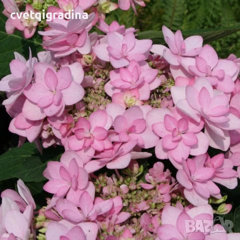 Hydrangea macr. "Romance"(Хидрангеа Романс), снимка 2 - Градински цветя и растения - 50495284