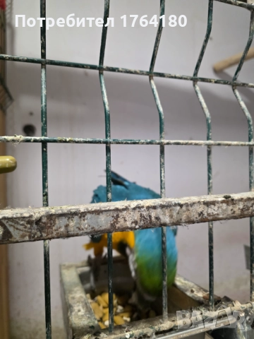 Три двойки папагали ара , снимка 3 - Папагали - 52920223