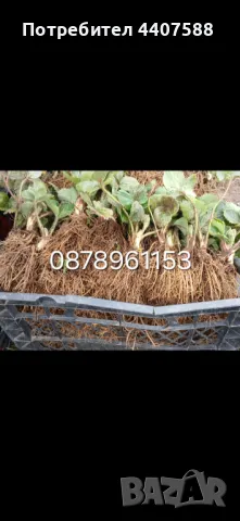 Разсад ягоди и малини , снимка 16 - Разсади - 49802462