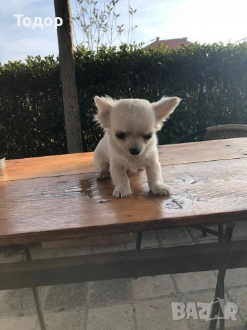 Продавам мини чихуахуа , снимка 3 - Чихуахуа - 52934706