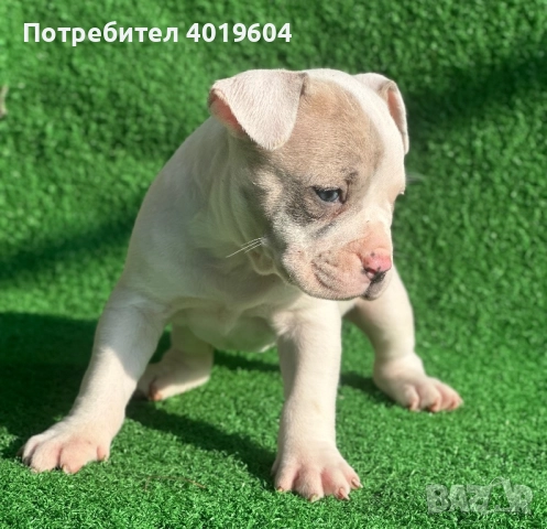 Американско були покет мерле, снимка 4 - Други - 52792170