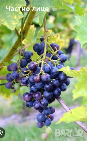 Лозе в село.Стефаново 