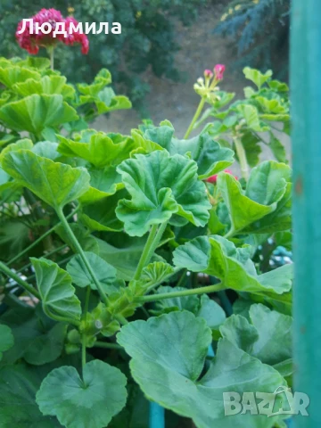 Мушкато,големи,отгледани ОСТАНАЛИ 9бр.ДОГОВАРЯНЕ., снимка 4 - Стайни растения - 51304792