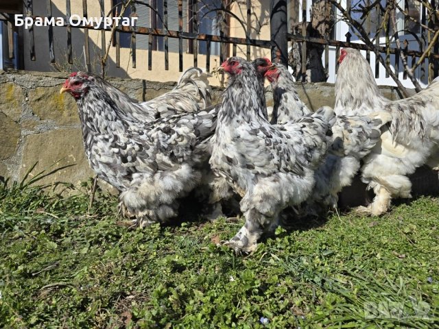 Продавам разплодни яйца от Сплаш Брама [Splash Brahma], снимка 5 - Кокошки и пуйки - 53810967