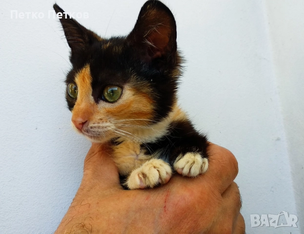 Подарявам малко шарено котенце, снимка 2 - Други - 52611406