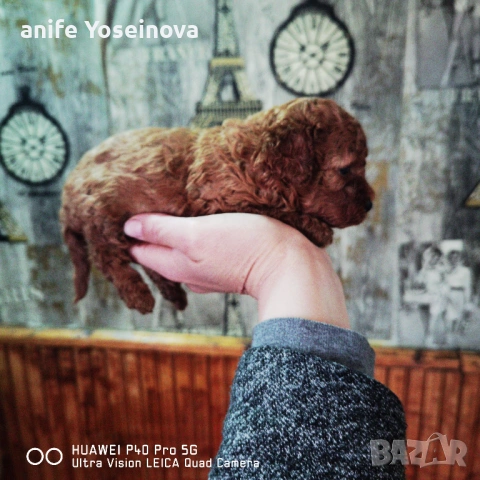 Продават се Той Пудели , снимка 6 - Пудели - 54036132