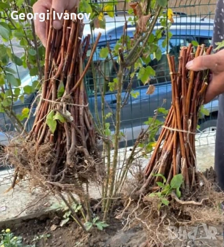 предлагаме разсад ягоди и малини , снимка 7 - Разсади - 53709890