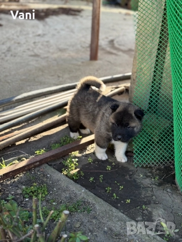 Америкаска акита мъжки и женски, снимка 13 - Акита - 52944490