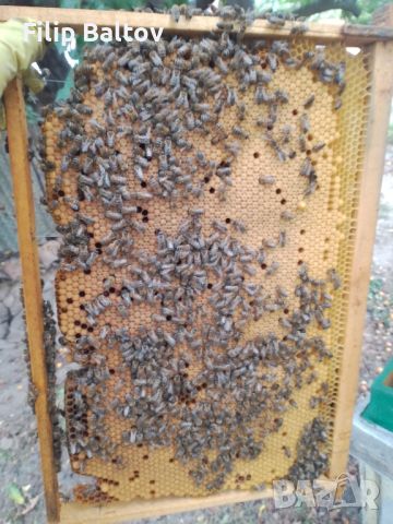 пчелни отводки система ДБ и ЛР, снимка 1 - За пчели - 46082063