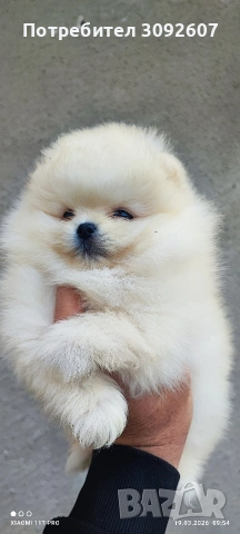 Померани момчета и момичета, снимка 5 - Померан - 53921119
