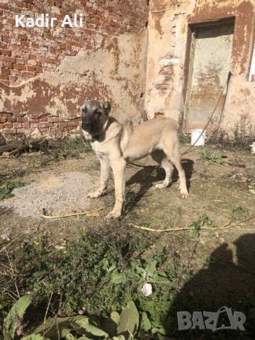 Продавам мъжко куче кангал , снимка 2 - Кангал - 53183677
