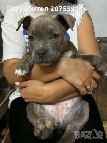 Американско були, снимка 3 - Други - 53963430