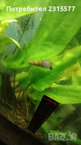 Охлюви Мелания, снимка 3 - Други - 52587725