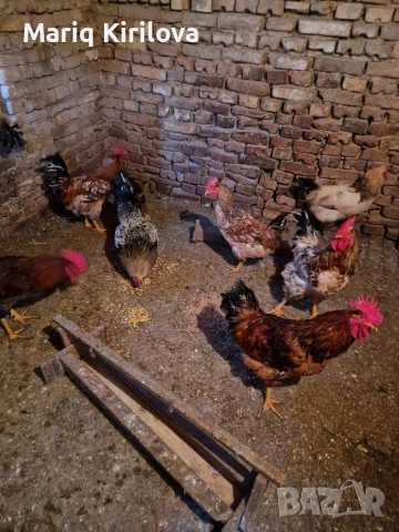 Продавам петли 