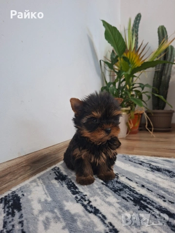 мини йоркширски териер