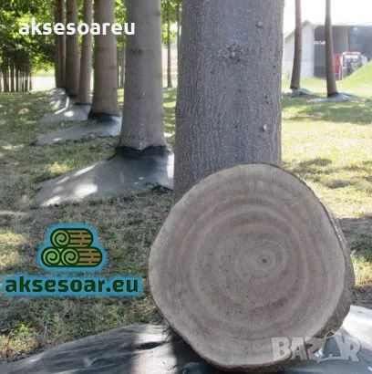 400 качествени семена от красиво декоративно медоносно дърво пауловния томентоса декорация украса, снимка 11 - Сортови семена и луковици - 50387864