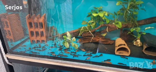 Сомчета, снимка 3 - Рибки - 51110981