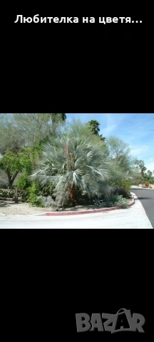 семе от палма Брахея Армата 2 евро за брой, снимка 6 - Градински цветя и растения - 53141032