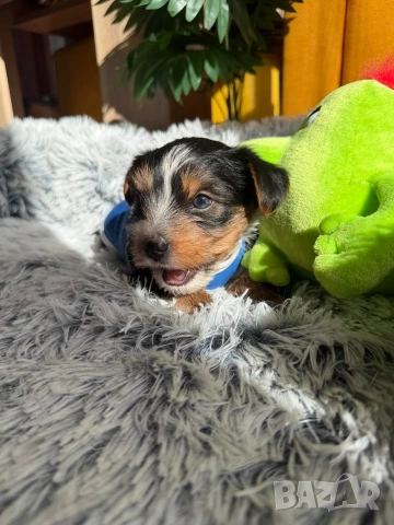 Йоркширски териер бийвър , снимка 4 - Йоркширски териер - 53753628