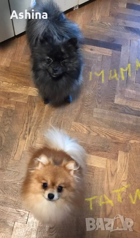 померан/мини шпиц, снимка 6 - Померан - 53597861
