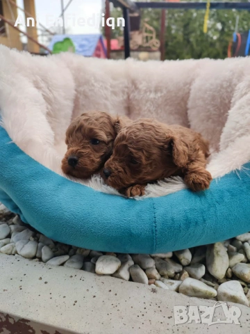 Той пудел/ЗА КАПАРИРАНЕ!, снимка 3 - Пудели - 54213978