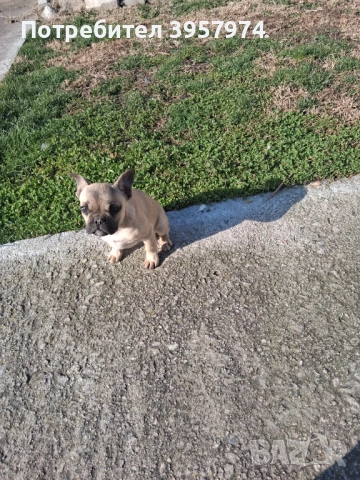 Продава се мъжко булдоче на 3 и половина месеца с три ваксини и паспорт , снимка 5 - Френски булдог - 53028052