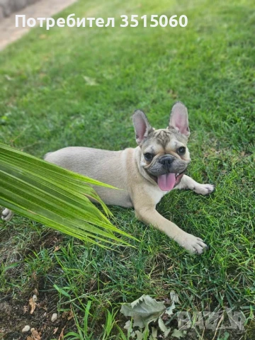 френски булдог , снимка 1