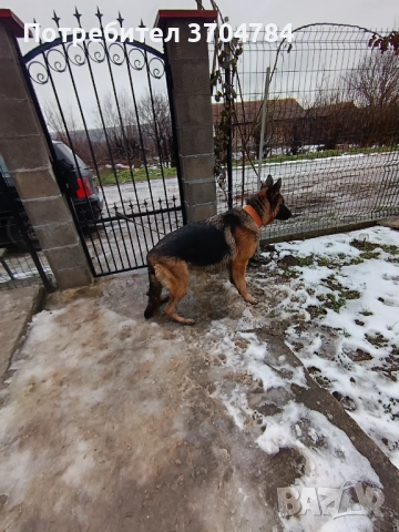 Продавам немска овчарка , снимка 4 - Немска овчарка - 53245024