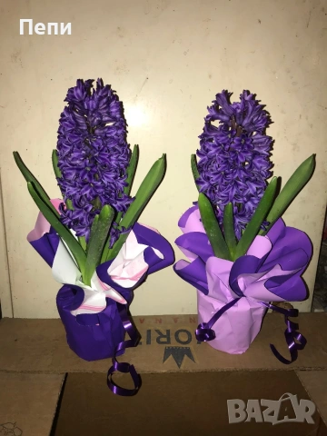 Зюмбюл в кофичка за 8 март