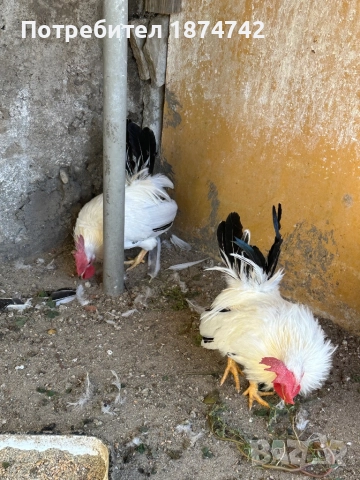 Петлета Шабо, снимка 3 - други­ - 51640960