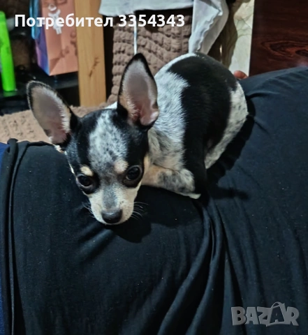 Чихоа родено 23 1125