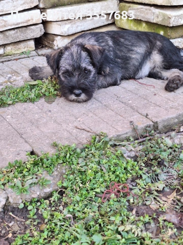 Мител Шнауцер (стандартен) сол и пипер , снимка 5 - Други - 53586894