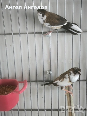 амадини,японки, снимка 7 - Амадини - 54130389