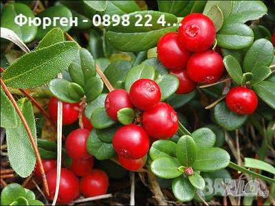 Американската червена боровинка