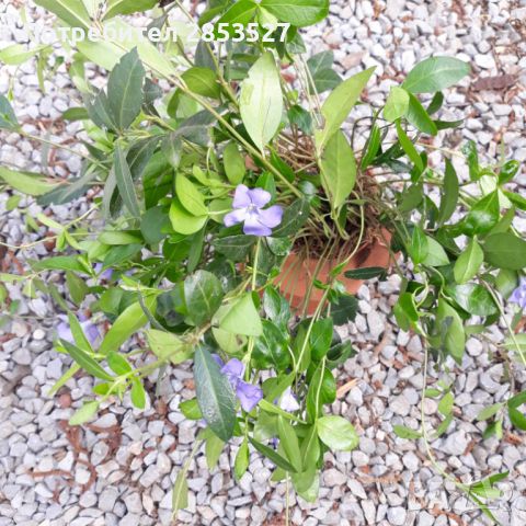 Градинска Винка/каскадна , снимка 3 - Градински цветя и растения - 45161867