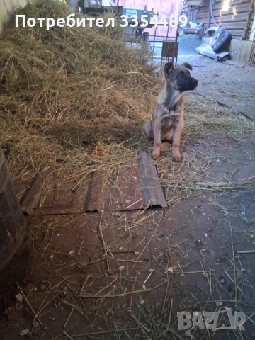 Белгийска овчарка, снимка 7 - Белгийска овчарка - 52791194