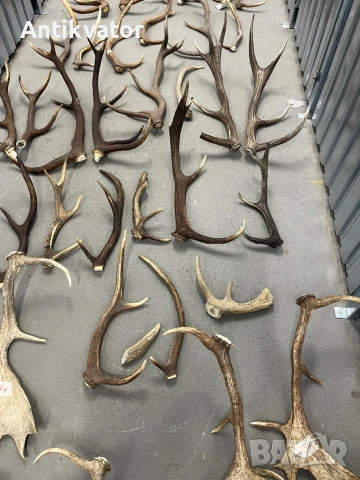 Рога от елен и сръндак, снимка 7 - Други - 50470006