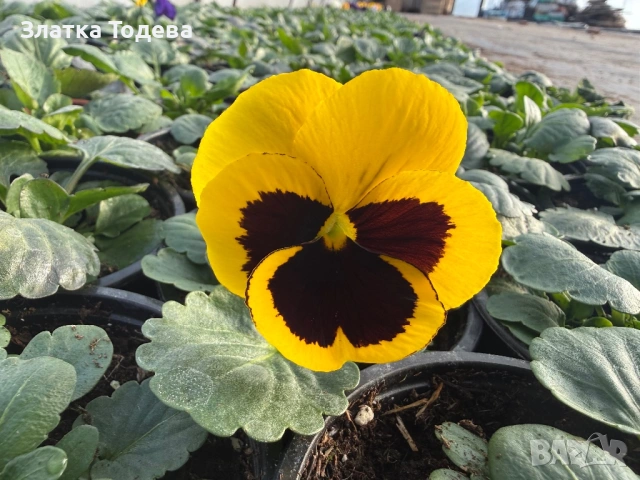 Цветя за 8 март, снимка 8 - Градински цветя и растения - 53336246