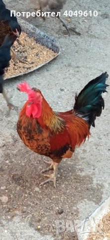 Декоративно петле