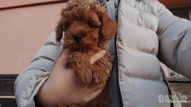 Пудел той , снимка 2 - Пудели - 54303992