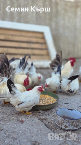 Шабо, снимка 6 - Кокошки и пуйки - 53461928
