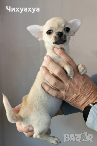 Чихуахуа мъжки и женски, снимка 4 - Чихуахуа - 41803190
