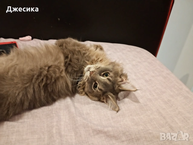 Мин Куун, снимка 5 - Мейн кун - 53612479