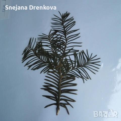 Систематичен хербарий, снимка 3 - Ученически пособия, канцеларски материали - 54219500