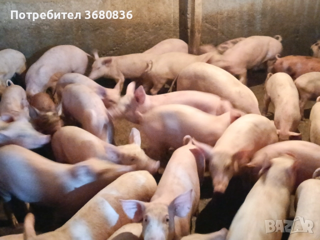 Продавам прасенца по 40 кг