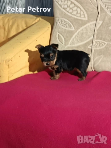 Йоркширски териер мини , снимка 4 - Йоркширски териер - 53883069