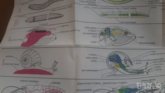 Биология 7 клас Народна Просвета 1987, снимка 15 - Учебници, учебни тетрадки - 47017936