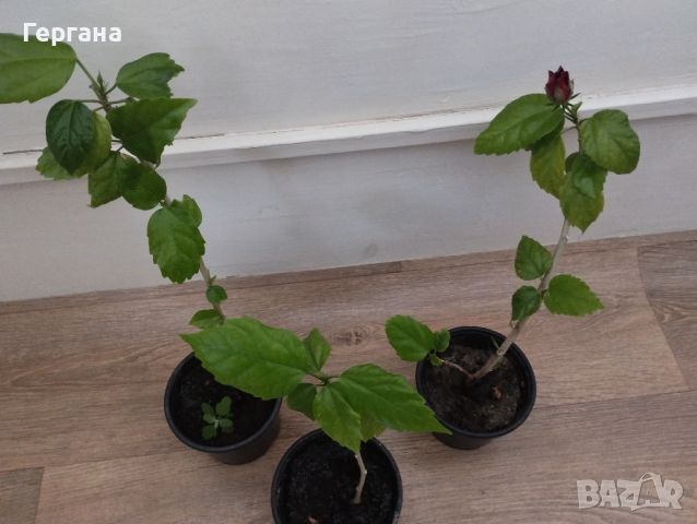 Дифенбахии и китайски рози, снимка 2 - Стайни растения - 45820861