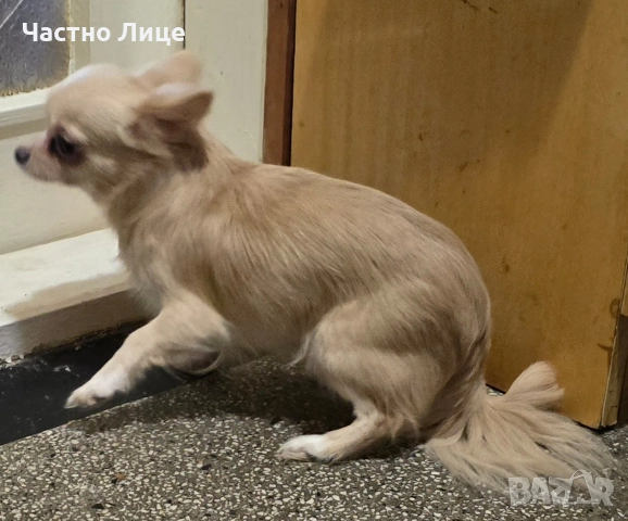 Женско чистокръвно чихуахуа, снимка 4 - Чихуахуа - 52901834